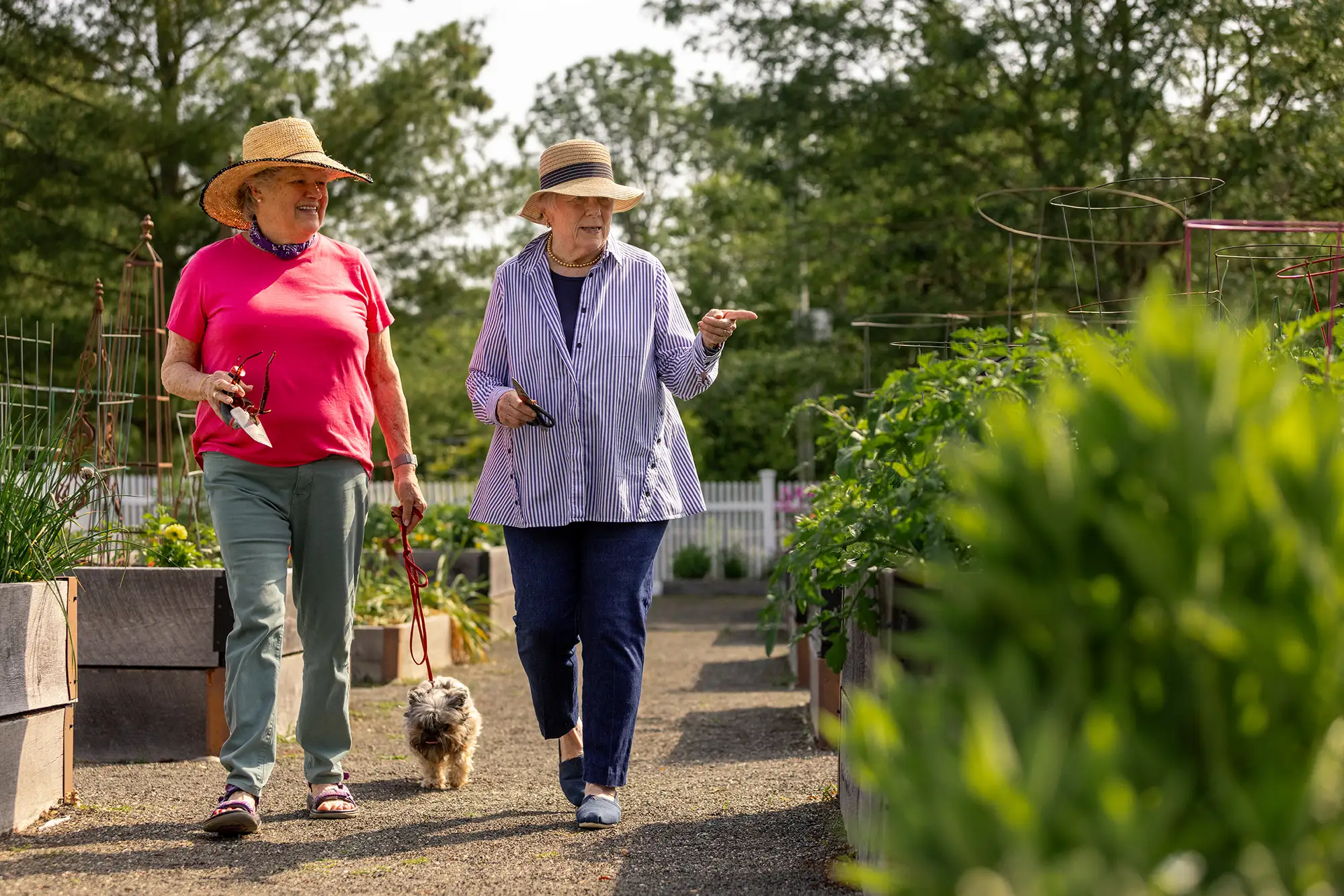 7M0A-0666 Two women walking in garden with dog.