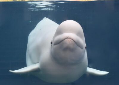 Mystic Aquarium Named One of the Top 5 in the Country!