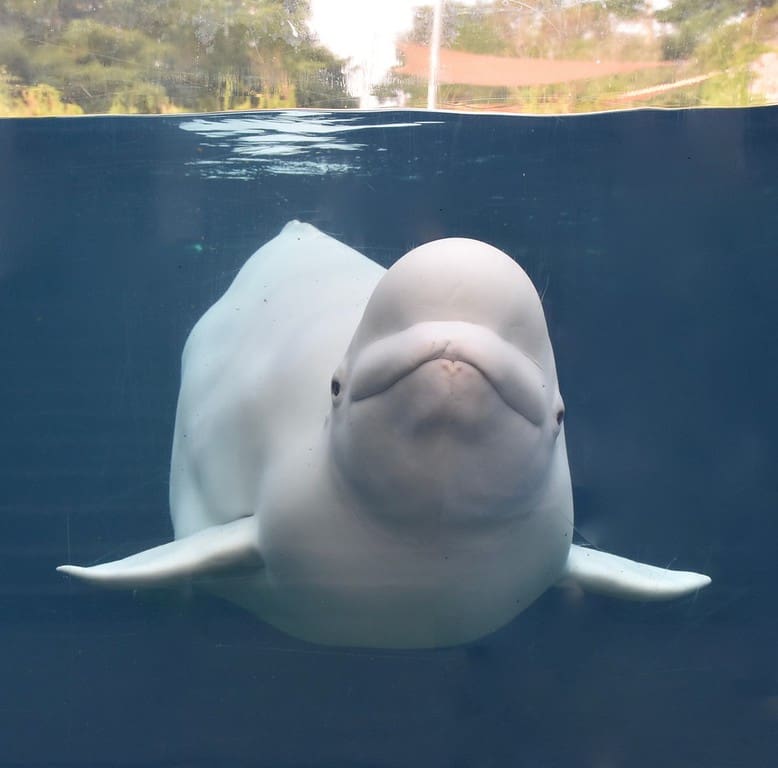 image001 Beluga whale at Mystic Aquarium, near StoneRidge senior living community in Mystic CT