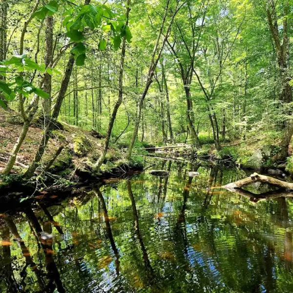 Avalonia Land Conservancy - Tefftweald at Birchenturn - Sherry April